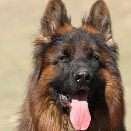 Jasper - German Shepherd
