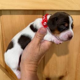 CKC boy 2 red - Piebald male Dachshund puppy in Grand Valley, Pennsylvania from Dachshunds on the Hill
