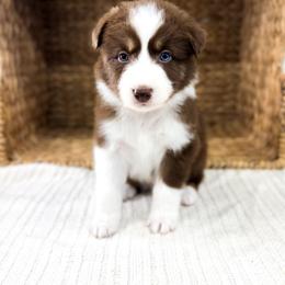 Winton - Red tri-color male Australian Shepherd puppy in Unionville, Iowa from Soap Creek Kennels