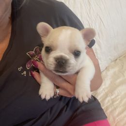 Girl 5 - French Bulldog puppy in Olive Branch, Mississippi from Letitia's French Bulldogs