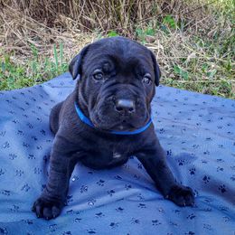 AKC Dozer - Black male Cane Corso puppy in Smartsville, California from Summit Cane Corso