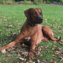Nye (KNEE-eh) - Rhodesian Ridgeback