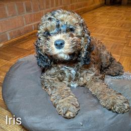 Iris - Brown and tan female Cockapoo puppy in Sunset, Louisiana from Cano Cockapoos