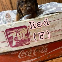 Bloodhound Puppies from McNeely Saline River Bloodhounds