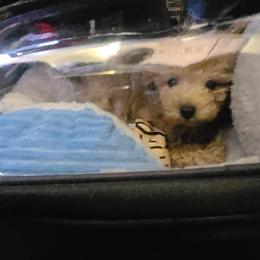 Aussiedoodle, Poodle, and Toy Australian Shepherd Puppies from Heartland Ranch