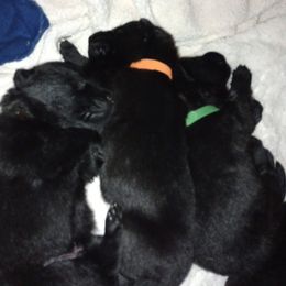 Orange girl - Black female German Shepherd puppy in Centralia, Illinois from Janices AKC German Sheperds LLC