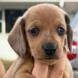 Red hidden dapple blue eye boy- Poe - Red male Dachshund puppy in Lady Lake, Florida from Shotzie Doxie Co.