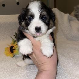Pembroke Welsh Corgi Puppies from MG Corgis