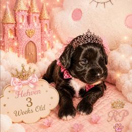 Hehven This weeks special with deposit - Brown female Schnoodle puppy in Demorest, Georgia from Royal Puppypoo Playhouse