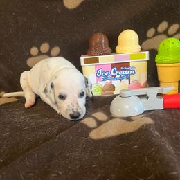 Neapolitan- Red- LUA - White and black male Dalmatian puppy in Claremore, Oklahoma from Lotsofdots Dalmatians