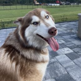 Rowan aka “Pancake” - Siberian Husky