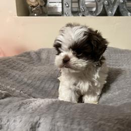 Finn - Liver male Shih Tzu puppy in Tennessee from Cutshall Babies