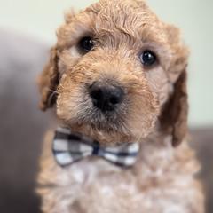 Toddy - Cream Double Doodle puppy in Woolwich, Maine from Dog Paw Doodles