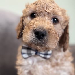 Toddy - Cream Double Doodle puppy in Woolwich, Maine from Dog Paw Doodles