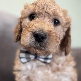 Toddy - Cream Double Doodle puppy in Woolwich, Maine from Dog Paw Doodles