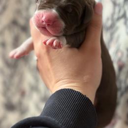 Cosmo - Chocolate and white male Great Dane puppy in Grand Blanc, Michigan from Green’s Great Danes