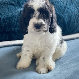 Goldendoodle Puppies from Ivie Mountain Doodles