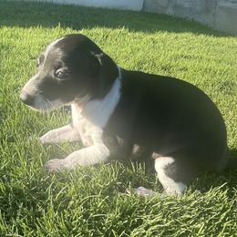 Italian Greyhound Puppies from Bahia Verde’s Kennels