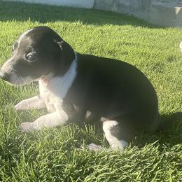 Italian Greyhound Puppies from Bahia Verde’s Kennels