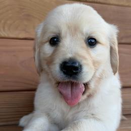 Aurora - Light golden female Golden Retriever puppy in Doniphan, Missouri from Stockford’s Golden Retrievers