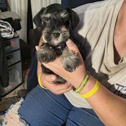 Diamond (blue eyes) - Black and silver female Miniature Schnauzer puppy in Panama City, Florida from Emerald Coast Schnauzers