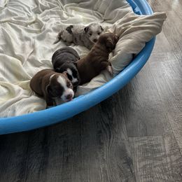 Miniature Australian Shepherd puppies from House of Miniature Aussies