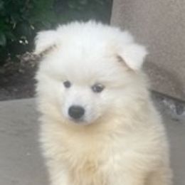Yeti - White female American Eskimo Dog puppy in Redlands, California from Arctic Storm Kennels