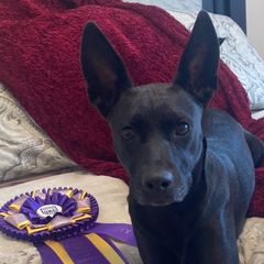 Beauty - Carolina Dog