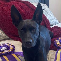 Beauty - Carolina Dog