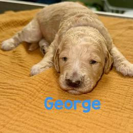 George - Apricot male Goldendoodle puppy in Pasadena, Texas from Toledo Creek Doodles