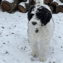 Bernedoodle and Goldendoodle Puppies from Beach Creek Kennel