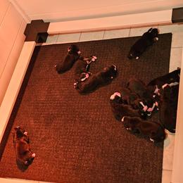 Juliet - Black rust and white female Bernese Mountain Dog puppy in Inman, South Carolina from Shadow Acres