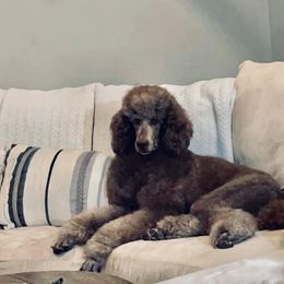 Aussiedoodle All Grown Up from Silver Creek Aussiedoodles