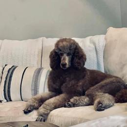 Aussiedoodle All Grown Up from Silver Creek Aussiedoodles