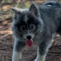Tyria wolf silver - Silver female Pomsky puppy in Perkins, Oklahoma from A-Dream Pomsky Kennel