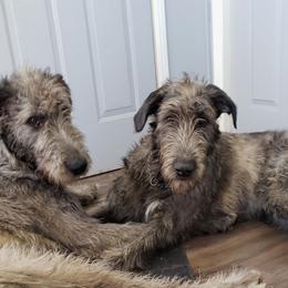 Irish Wolfhound Puppies from Mt Carmel Irish Wolfhounds