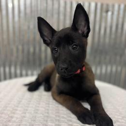 Dark Pink - Black sable female Belgian Malinois puppy in Muskegon, Michigan from Red Acres Working Line K9s