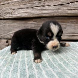 Black tri female 1 - Black tri-color female Australian Shepherd puppy in Sunbright, Tennessee from Laudrick Aussies