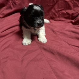 Momo - Black and white female Coton de Tulear puppy in Boise, Idaho from Avana Cotons