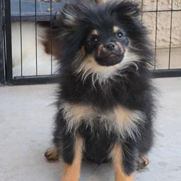 Maple - Black and tan male Pomeranian puppy in Buckeye, Arizona from BL Poms Heaven