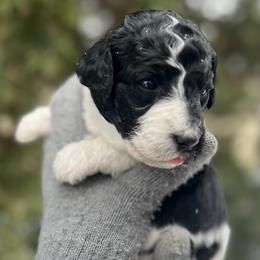 Magnolia - Parti female Goldendoodle puppy in Lancaster, Pennsylvania from Doodles in the Skye