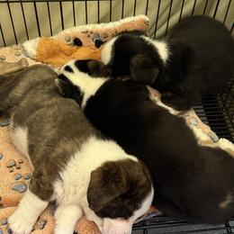 Cardigan Welsh Corgi puppies from AroHawk Corgis