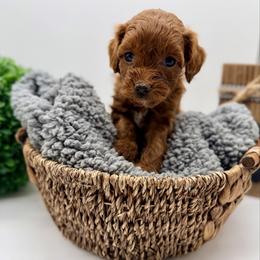 Lime Green Girl - Red  female Goldendoodle puppy in Philadelphia, Mississippi from Oakie Doodles