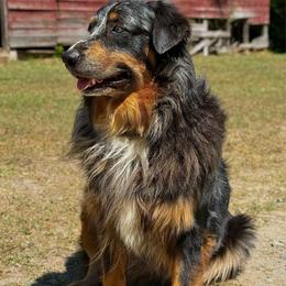 Batman - Australian Shepherd