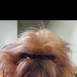 Brussels Griffon All Grown Up from Lavish Griffons