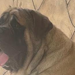 Apollo - Mastiff