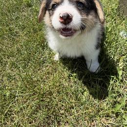 Pembroke Welsh Corgi Puppies from South Shore Corgis