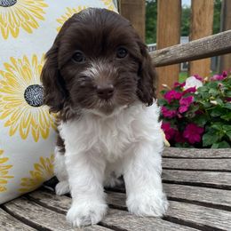 Waverly - Chocolate and white female Havapoo puppy in Marquand, Missouri from Perfectly Playful Doodles