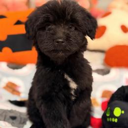 Charcoal - Black and white male Aussiedoodle puppy in Dickerson, Maryland from Pawsome Aussie Doodles and Oodles