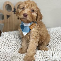 Blaze- Yellow Collar - Red male Bernedoodle puppy in Oak Hills, California from High Desert Doodles